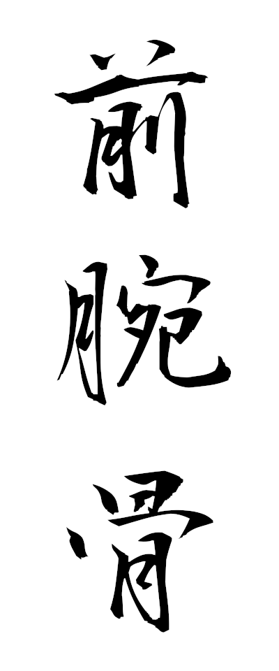 s40014前腕骨ぜんわんこつ