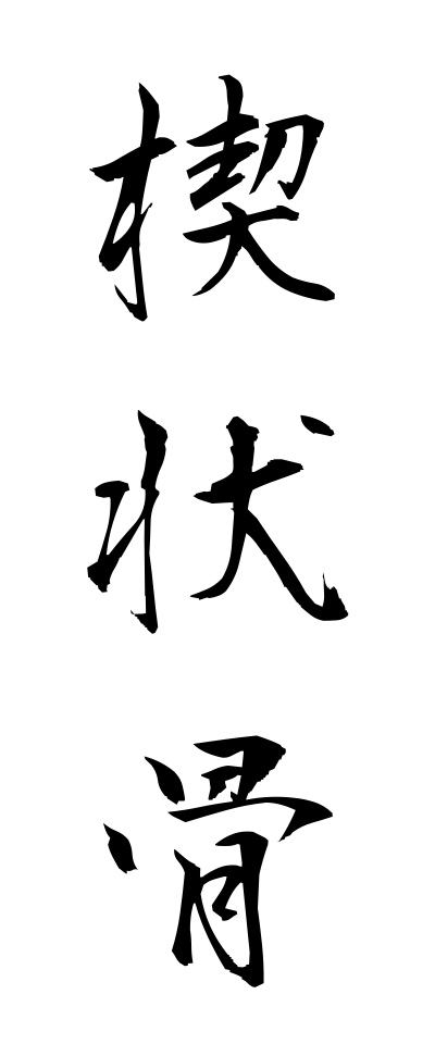 s40736楔状骨せつじょうこつ