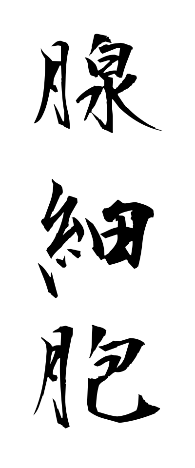 s40860腺細胞せんさいぼう