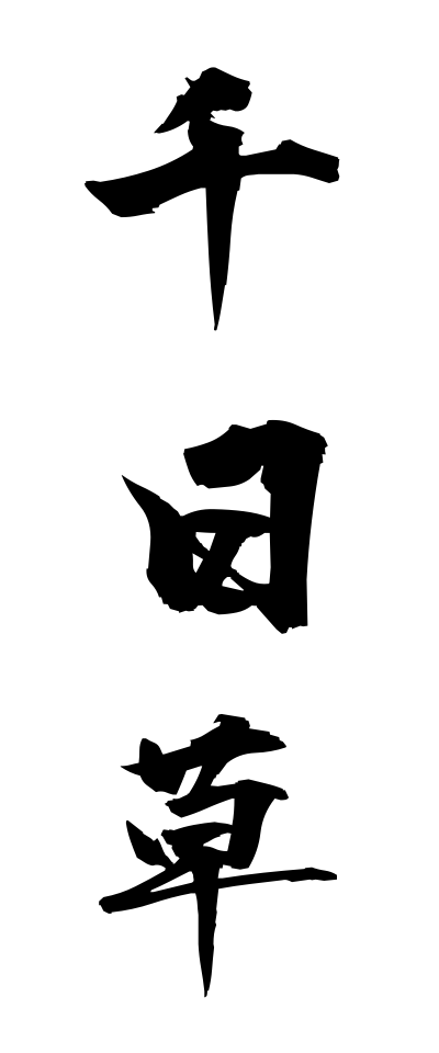 s40955千日草せんにちそう