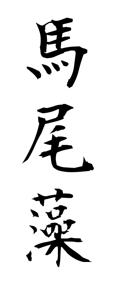 h50518馬尾藻ほんだわら