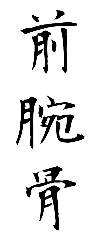 s40014前腕骨ぜんわんこつ