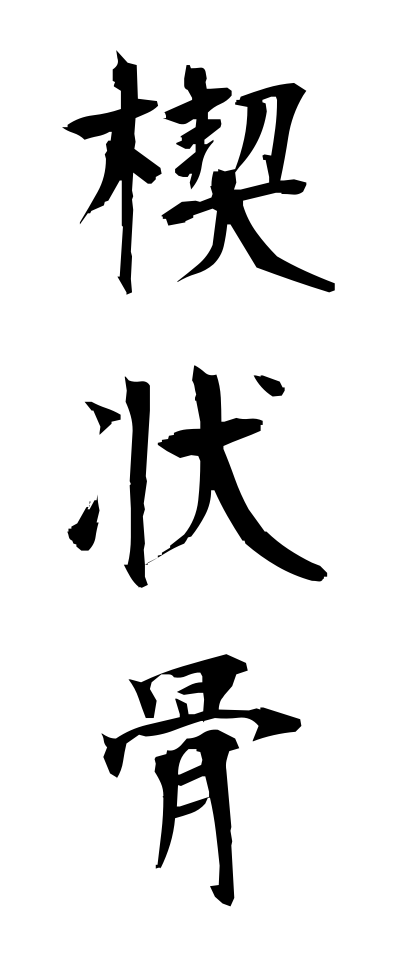 s40736楔状骨せつじょうこつ