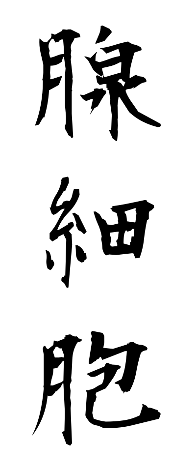 s40860腺細胞せんさいぼう