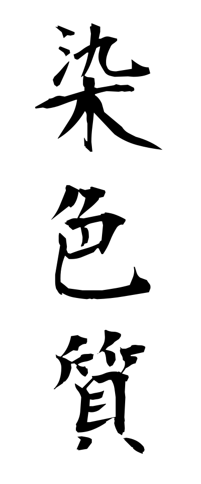 s40888染色質せんしょくしつ