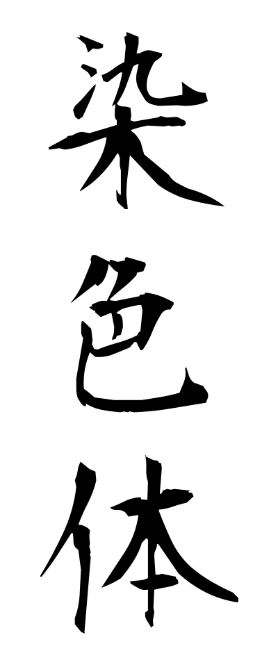 s40889染色体せんしょくたい