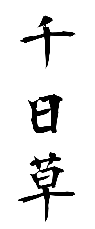 s40955千日草せんにちそう